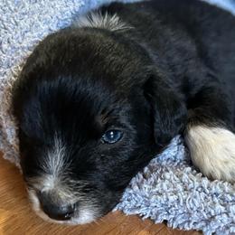 Riven (has tail) - Black tri-color male Australian Shepherd puppy in Butler, Georgia from Aussies at Howling Hill Farm