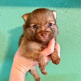 Autumn - Chocolate female Pomeranian puppy in Stroud, Oklahoma from Laik’s Little Shihtz & Poms