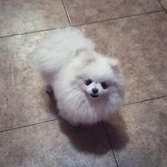 Sugar - Pomeranian