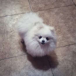 Sugar - Pomeranian