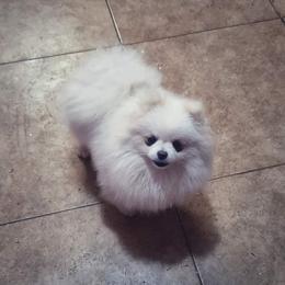 Sugar - Pomeranian