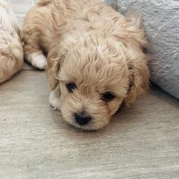 Poodle Puppies from Sun