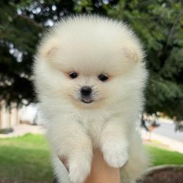 Tiny  Benny - Cream male Pomeranian puppy in Denver, Colorado from Diana's Pomeranians