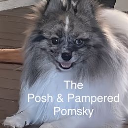 Pomeranians and Pomskies from The Posh & Pampered Pomsky