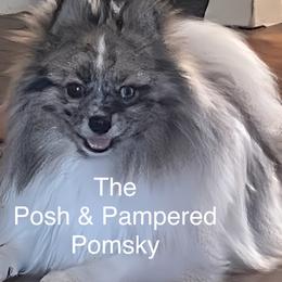 Pomeranians and Pomskies from The Posh & Pampered Pomsky