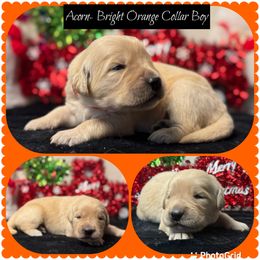 Acorn - Golden male Golden Retriever puppy in Touchet, Washington from Northwest Rainbow Aussies and Golden Retrievers