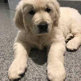 Golden Retriever Puppies from Norterra Goldens