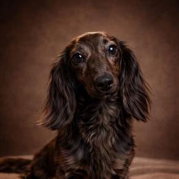 Henna - Dachshund