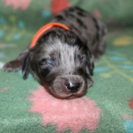 Jonah orange collar - Dapple male Dachshund puppy in La Junta, Colorado from Royal King’s Mini Dachshunds