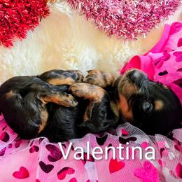 Valentina - Black and tan female Dachshund puppy in Vacaville, California from SchmooterBabies