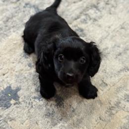 Boy 1 - Black male Dachshund puppy in Denham Springs, Louisiana from Pruitt Pups