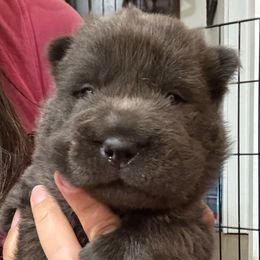 Boy 2 - Blue male Chinese Shar-Pei puppy in Chipley, Florida from HapPei House of Wrinkles