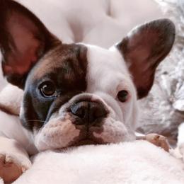 French Bulldog Puppies from Addylane Frenchies