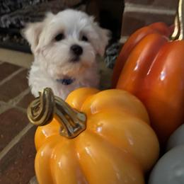 Patrick Star - White and lemon male Maltese puppy in Grottoes, Virginia from Wendy’s Maltese & Cavamalts of Virginia