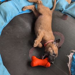 Girl 4 - Mahogany female Belgian Malinois puppy in Paynes Corner, Virginia from Von-Zito Belgian Malinois