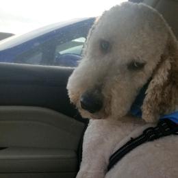 Poodles from Love Standards
