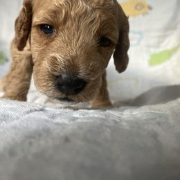 Goldendoodle Puppies from Cassie Farms