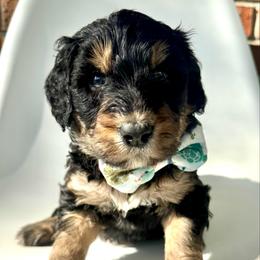 Matey - Phantom male Bernedoodle puppy in Pulaski, Tennessee from Doodle My Heart