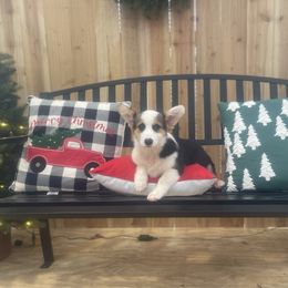 Rocket - Black and tan male Pembroke Welsh Corgi puppy in Hueytown, Alabama from AAA Corgis