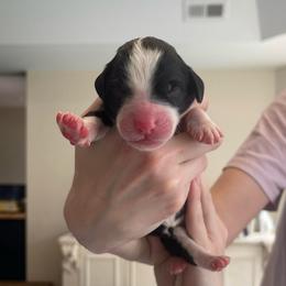 Piper - Black and white female Sheepadoodle puppy in Rocky Point, North Carolina from CelticDoods
