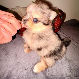 Blue Rose of Fairchild - Blue merle female Pomeranian puppy in East Mountain, Texas from Fairchild Fancy Pomeranians and Coachella Pomeranians