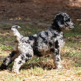 Goldendoodle Puppies from FurEver Friends Doodles