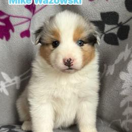 Mike Wazowski - Blue merle male Australian Shepherd puppy in Rapid River, Michigan from Echolight Australian Shepherds