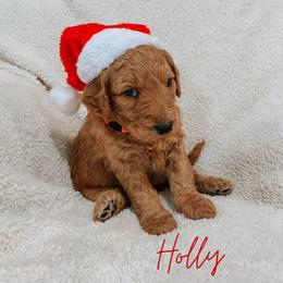 Bernedoodle, Boxer, Goldendoodle, Havapoo, and Poodle Puppies from Lady Paws Puppies