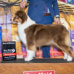 Australian Shepherd puppies from Dirty Laundry Australian Shepherds