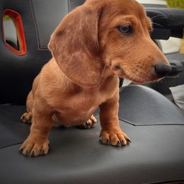 Dapple boy - Dapple male Dachshund puppy in Defuniak Springs, Florida from Anastasia Knight's Cocker Spaniels
