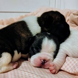 Boy 1 - White and brindle male French Bulldog puppy in Cleveland, Ohio from Pleasant Valley French Bulldogs