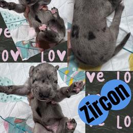 Zircon - Merle male Great Dane puppy in Wellsville, New York from Prophecy Danes