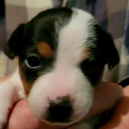 Valentina - Tri-color female Jack Russell Terrier puppy in California from Kimberlite