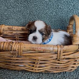 Raphael - Black and white male Companion Cross puppy in Fresno, Texas from Leslie’s Shih Tzus