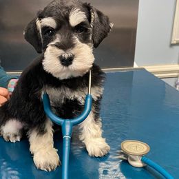 Miniature Schnauzer Puppies from Beyond Blessed Pawz
