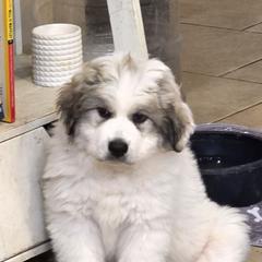Puppy - White and badger female Great Pyrenees puppy in Bay Saint Louis, Mississippi from Gulf Coast Pyrenees