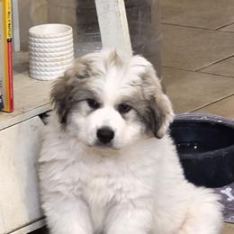 Puppy - White and badger female Great Pyrenees puppy in Bay Saint Louis, Mississippi from Gulf Coast Pyrenees