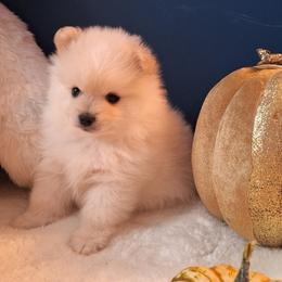 Ben - White male Pomeranian puppy in Tampa, St Petersburg, Florida from Diana's Pomeranians