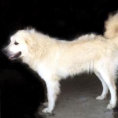 Millie - Colorado Mountain Dog