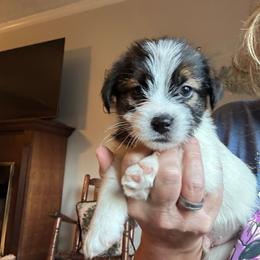 Crazy 8 - White and tan male Russell Terrier puppy in Viper, Kentucky from Mountain Top