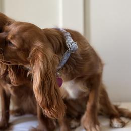 Cavalier King Charles Spaniels from Amanda Woodall
