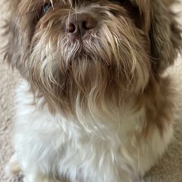 Shih Tzus from Chinx Puppy Songs