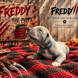 Freddy - Blue male Great Dane puppy in Montgomery, Texas from KD Sweet Southern Danes