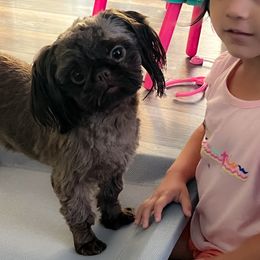 Hazel - Shih Tzu