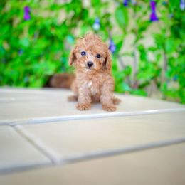 Nibbles - Red  male Poodle puppy in Santa Clarita, California from Hollywood Mini Pets