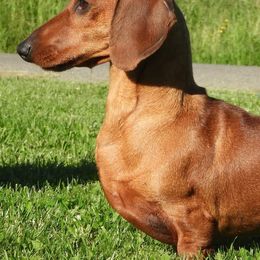 Dachshunds from Pudgy Paws Dachshunds