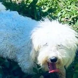 Nola - Shichon
