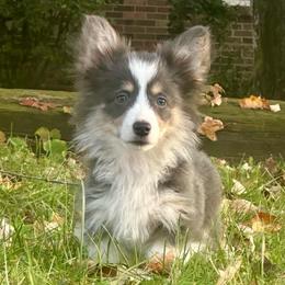 Red Collar Girl Poppy - Blue female Pembroke Welsh Corgi puppy in Paris, Kentucky from Flat Run Corgis