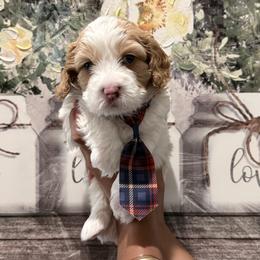 Mason - Red male Cavapoo puppy in Riverview, Florida from Doodley Doo Doodles