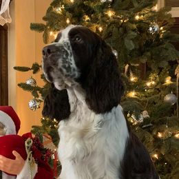 Collies and English Springer Spaniels from Briarcreek